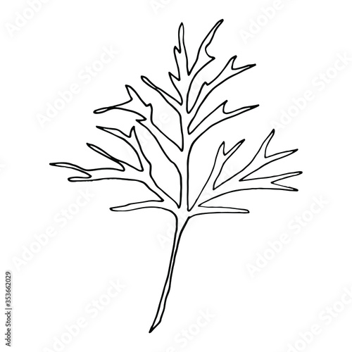 Vector. Aconitum flowers. Contours of flowers. Vector decor for wedding invitation.