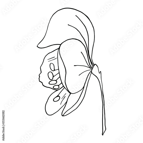 Vector. Aconitum flowers. Contours of flowers. Vector decor for wedding invitation.