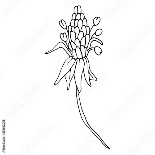 Vector. Aconitum flowers. Contours of flowers. Vector decor for wedding invitation.
