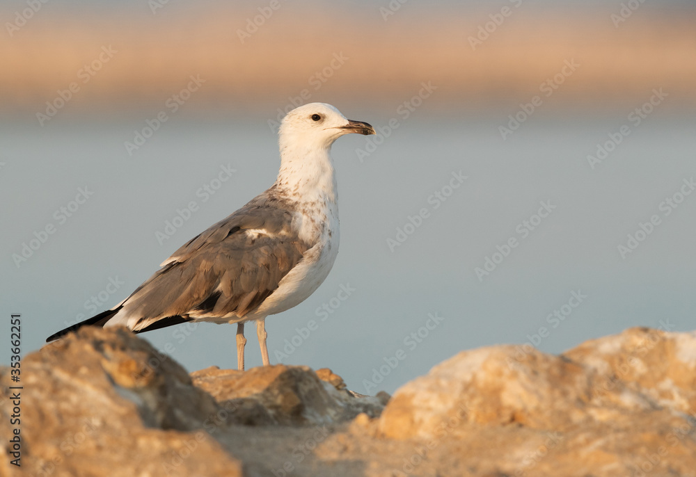Heuglins gull at Busaiteen, Bahrain Heuglins gull at Busaiteen, Bahrain