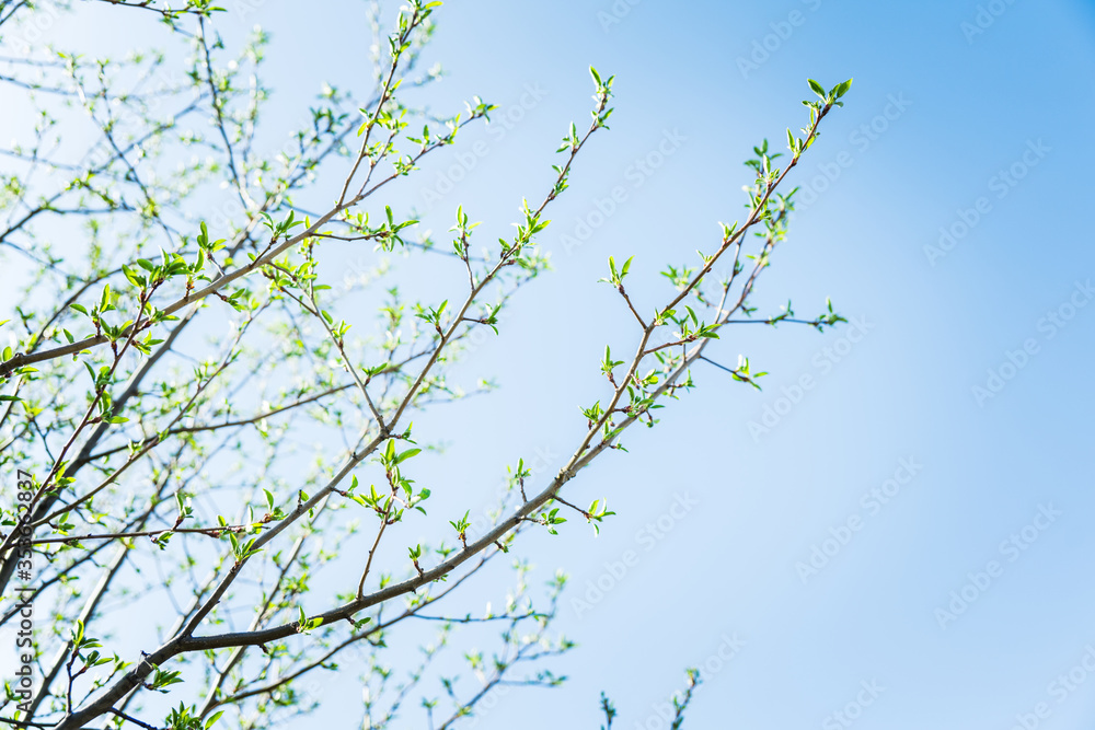 Obraz premium New leaves on apple tree in the garden. Selective focus. 