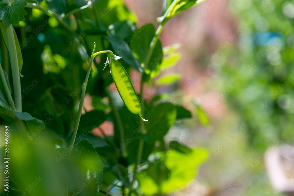 Naklejka premium スナック（スナップ）エンドウ えんどうまめ