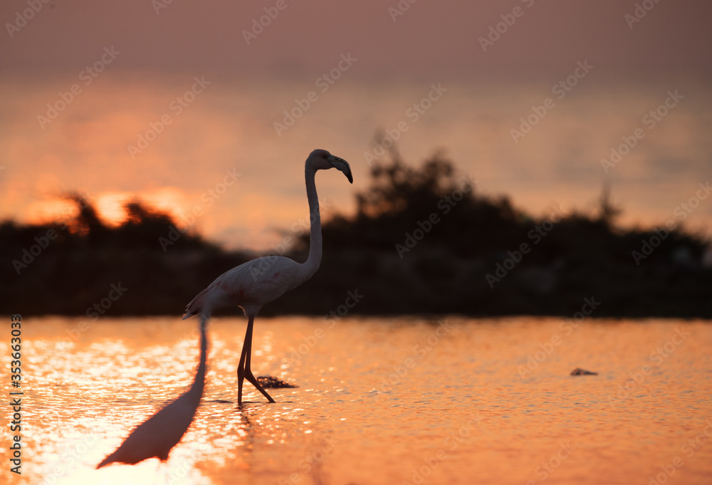 Naklejka premium Silhouette of Greater Flamingo and a heron in the forground in the morning at Asker, Bahrain