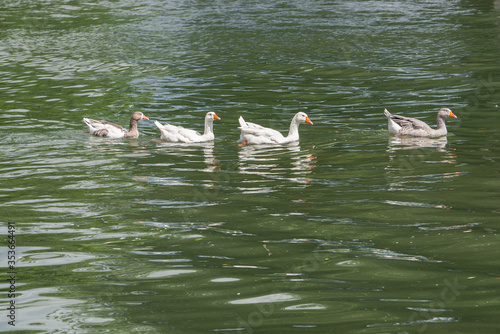 Obraz na plátně Line of four Duck family swimming in a river