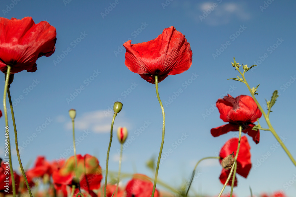 Obraz premium Wild red poppies