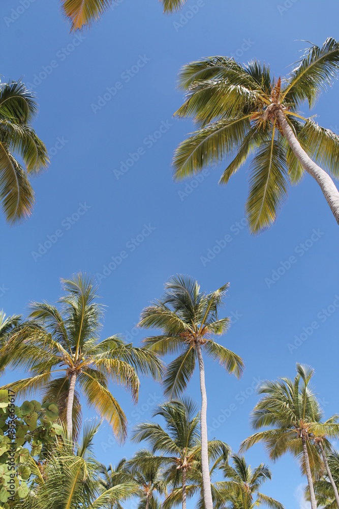 Fototapeta premium Dominicana. Culture Of The Dominican Republic. Sights and nature of the Dominican Republic.