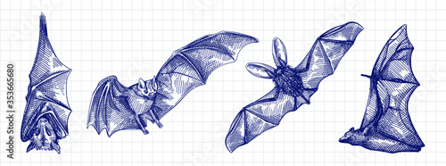 Hand-drawn sketch set of bats. Flying bat, bat hanging upside down, front view of the bat, bat from the back view	