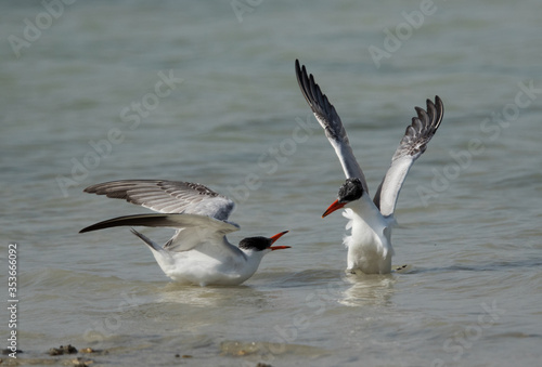 Caspian tern friendly fight, Busaiteen coast, Bahrain