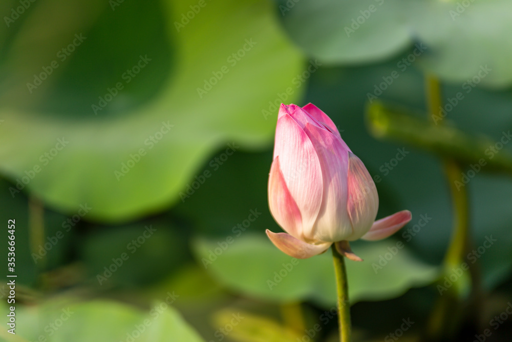 
Bright lotus flowers in the lake with the leaves in the background