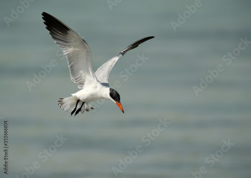 Caspian tern flying at Busaiteen coast, Bahrain