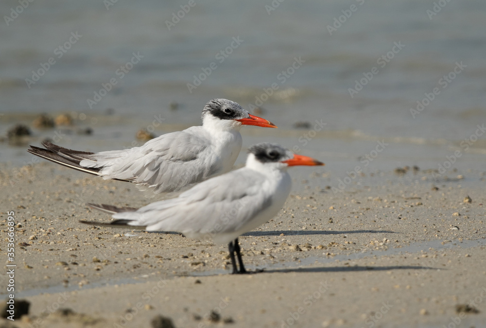 A pair of Caspian tern, focus done at the back tern A pair of Caspian tern, focus done at the back tern