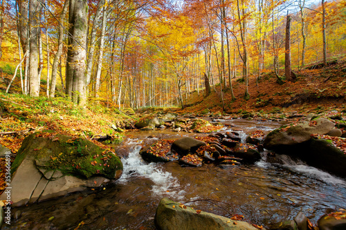 Mountain river in autumn forest. autumn landscape. rocks in the river that flows through forest at the foot of the mountain