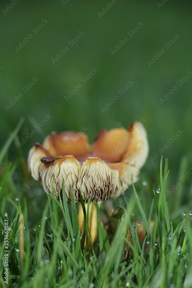 Fungi in green grass Fungi in green grass