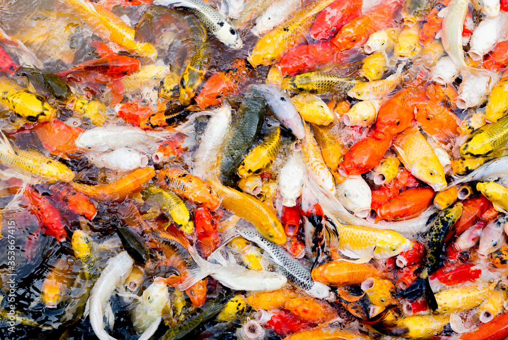 Colorful fancy carp fish, koi fish Colorful fancy carp fish, koi fish