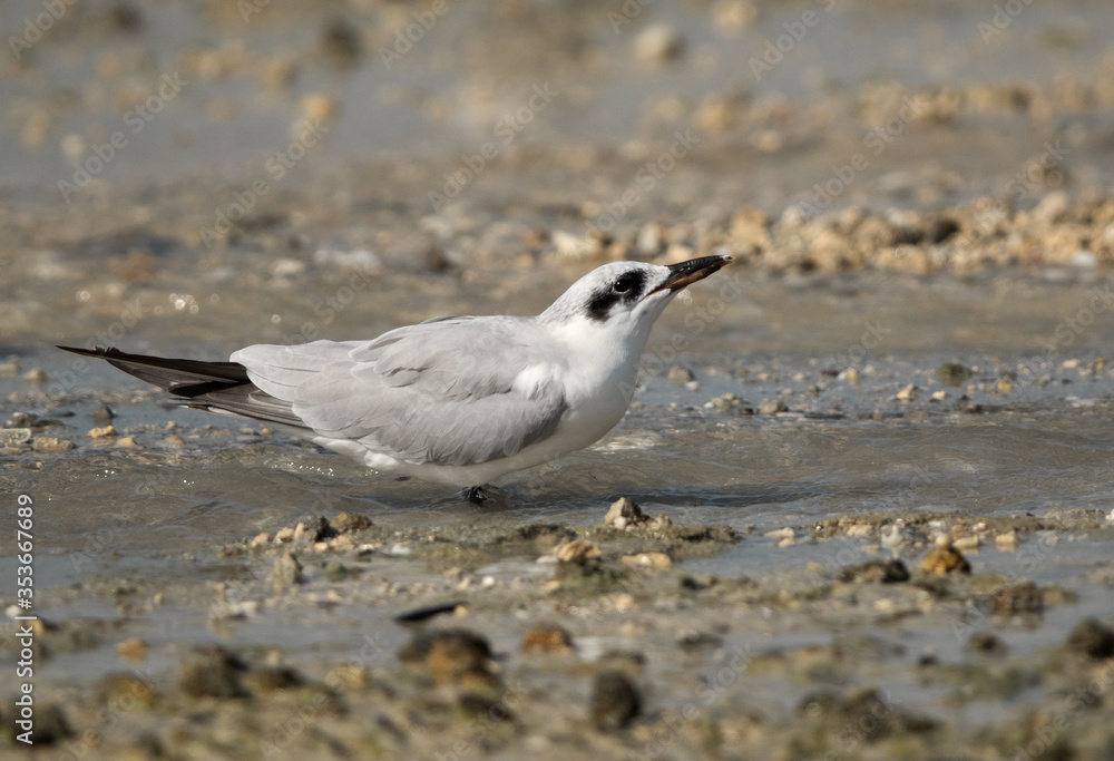 gull-billed tern drinking water. gull-billed tern drinking water.