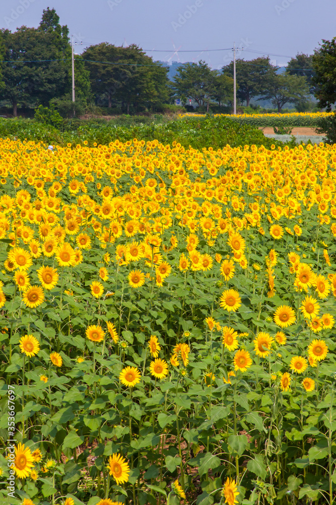 8月(真夏に咲く向日葵) 8月(真夏に咲く向日葵)