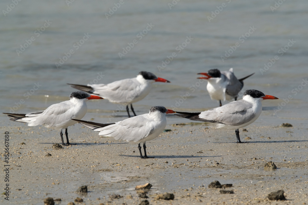 Caspian terns at Busaiteen coast, bahrain Caspian terns at Busaiteen coast, bahrain