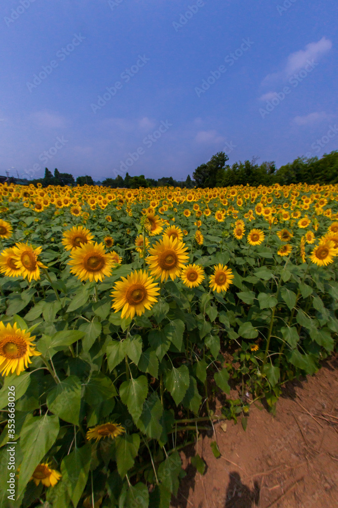 Obraz premium 8月(真夏に咲く向日葵)