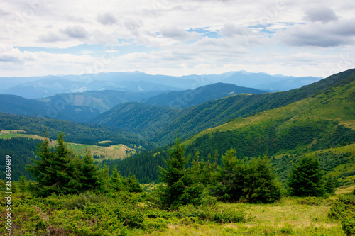 summer landscape of valley in mountains. trees and green meadows on rolling hills. black ridge in the distance. beautiful nature of carpathians. cloudy sky © Pellinni