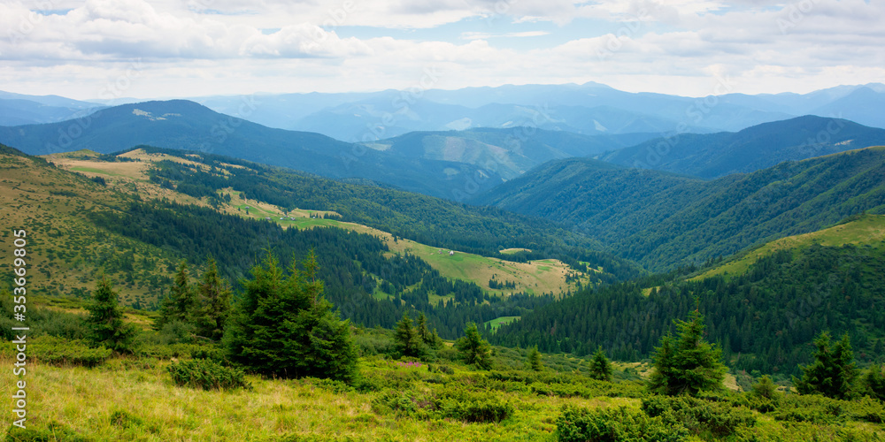 Fototapeta premium summer landscape of valley in mountains. panoramic view. trees and green meadows on rolling hills. black ridge in the distance. beautiful nature of carpathians. cloudy sky