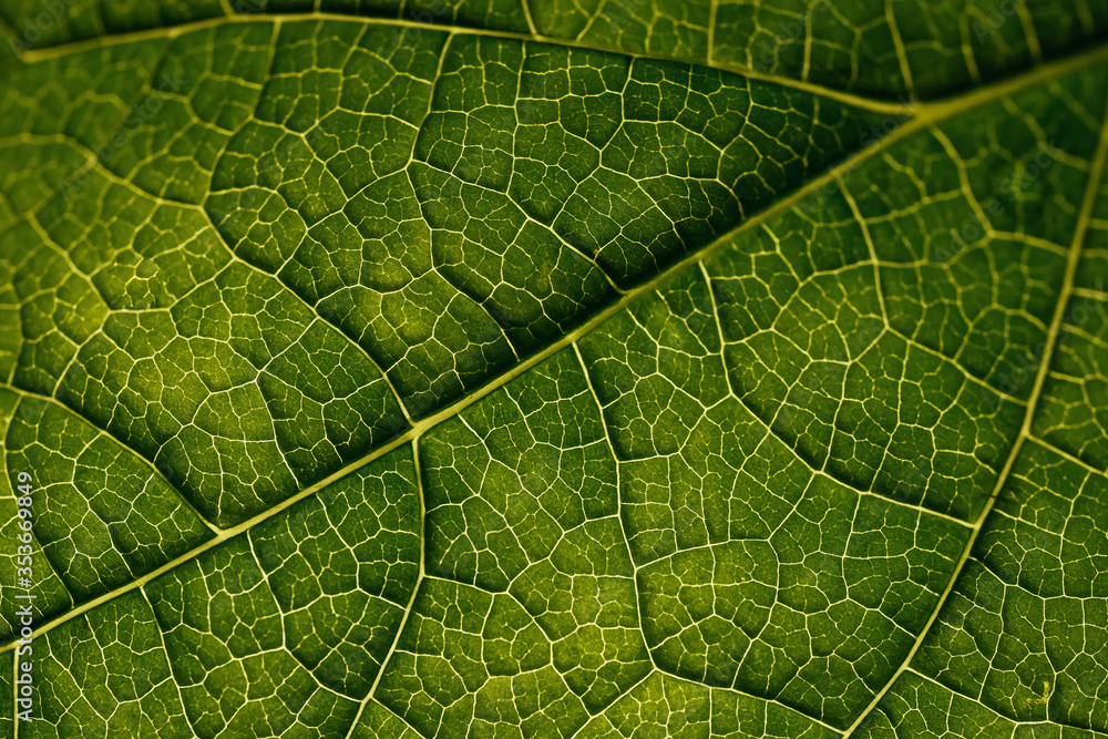 Closeup leaf texture. Green tropical plant close-up. Abstract natural floral background Selective focus, macro. Flowing lines of leaves Closeup leaf texture. Green tropical plant close-up. Abstract natural floral background Selective focus, macro. Flowing lines of leaves