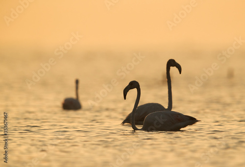 Greater Flamingos at Asker coast  Bahrain