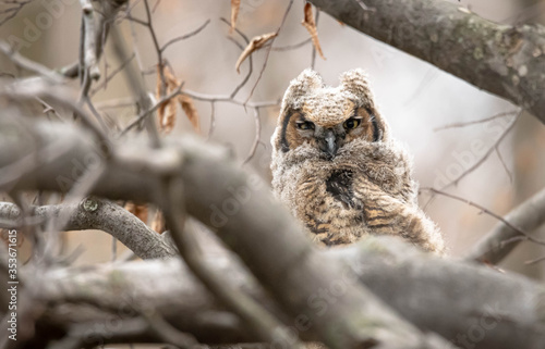 Foto Great Horned Owl young with its baby feathers sitting in a birch tree after fledging from its nest