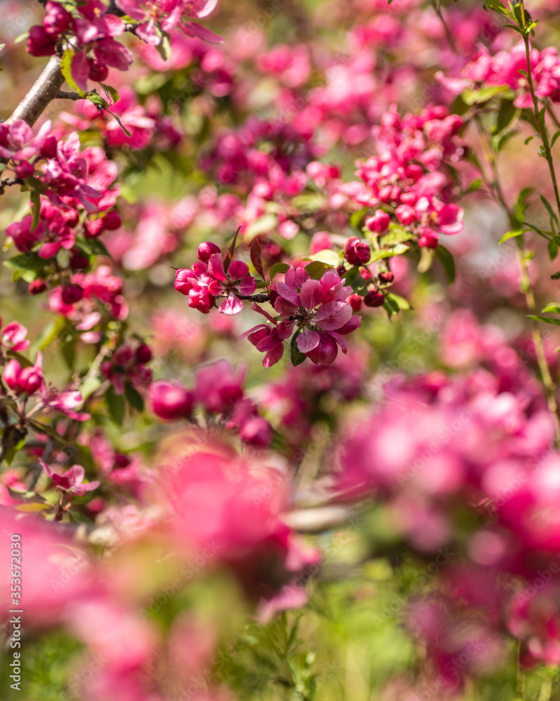 ornamental trees that bloom in May in Swedish gardens and have beautiful colors at the same time as summer apple and plum blossoms. ornamental trees that bloom in May in Swedish gardens and have beautiful colors at the same time as summer apple and plum blossoms.