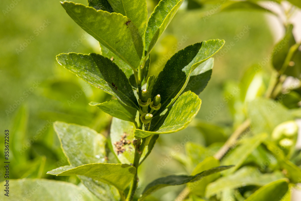 Limones creciendo en una planta de limones en el jardín Limones creciendo en una planta de limones en el jardín