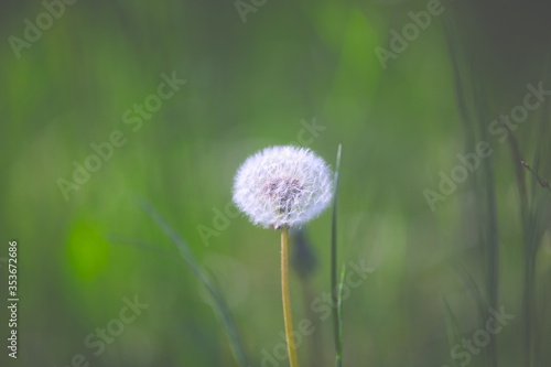 dandelion on green background