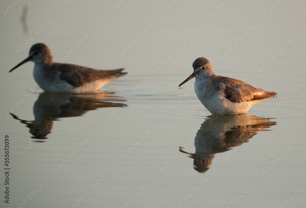 Fototapeta premium Redshanks at Buhair lake, Bahrain