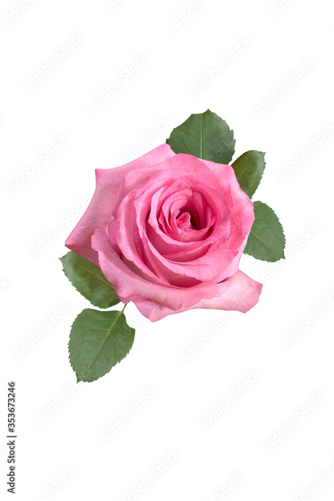 Fototapeta premium pink rose isolated on white background