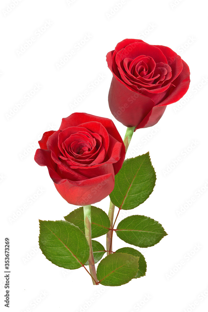 Naklejka premium red rose on white background