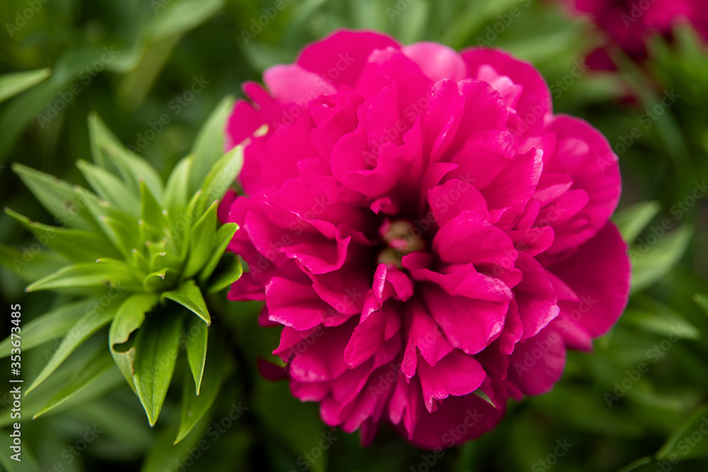 Obraz premium pink dahlia flower