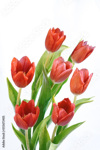 bouquet of red tulips © Erissona