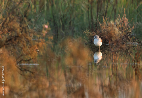 Common Greenshank in its beautiful habitats at Buhair lake, Bahrain photo