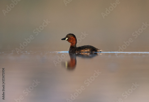 Little grebe in Buhair lake, Bahrain photo