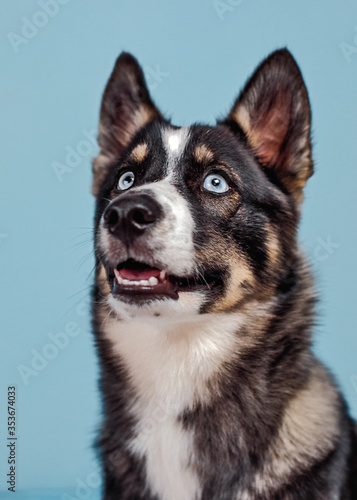Fototapeta Naklejka Na Ścianę i Meble -  portrait of a dog