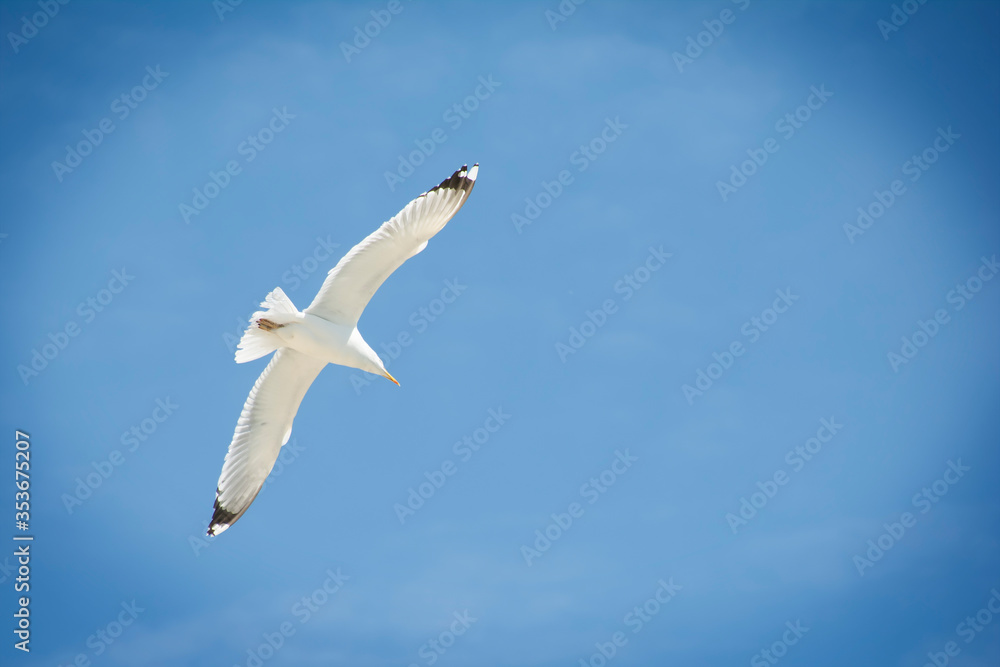 White Seagull flying in the blue sky White Seagull flying in the blue sky