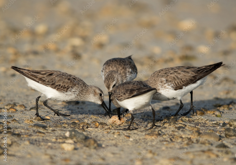Dunlins feeding at Busaiteen coast, Bahrain Dunlins feeding at Busaiteen coast, Bahrain