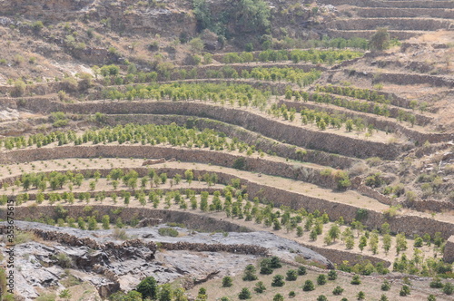 Coffee Plantation in Haraaz, Yemen where the worlds best coffee is grown and dried photo