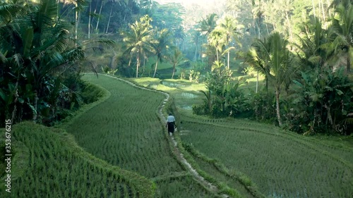 Rice Field Bali Indonesia Rice Terrace 