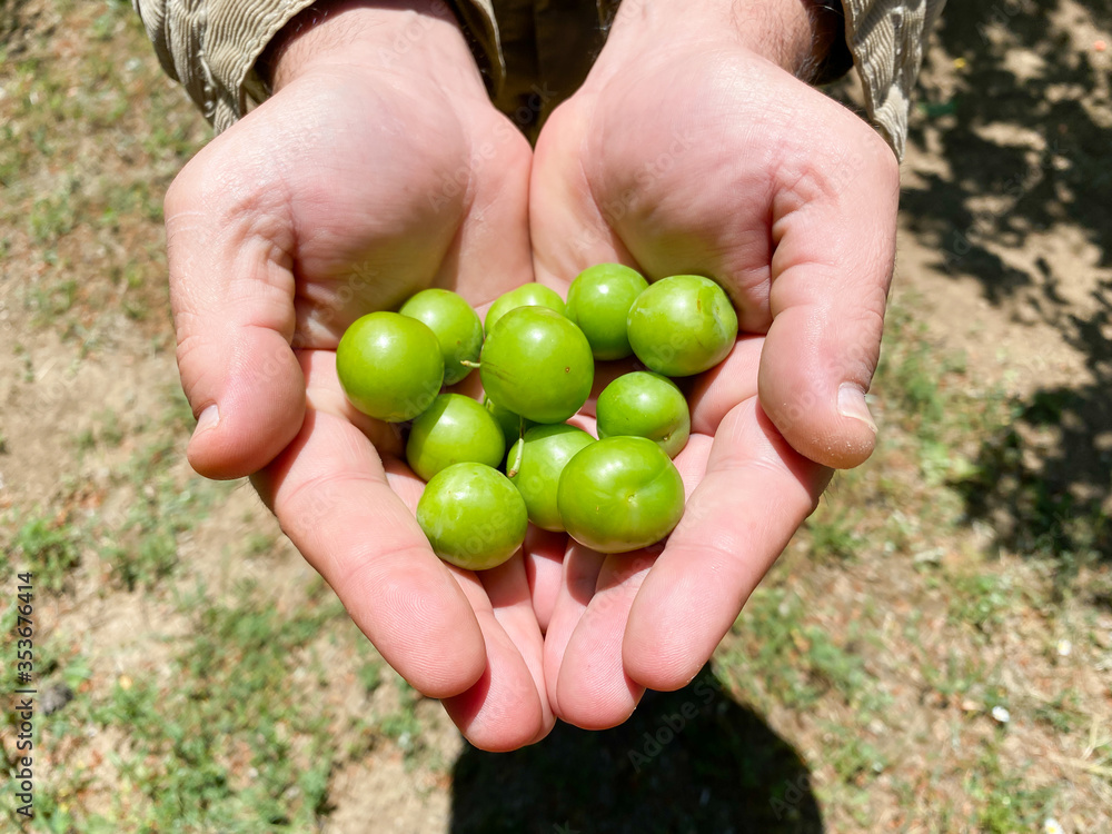 plums in the hands of the farmer plums in the hands of the farmer