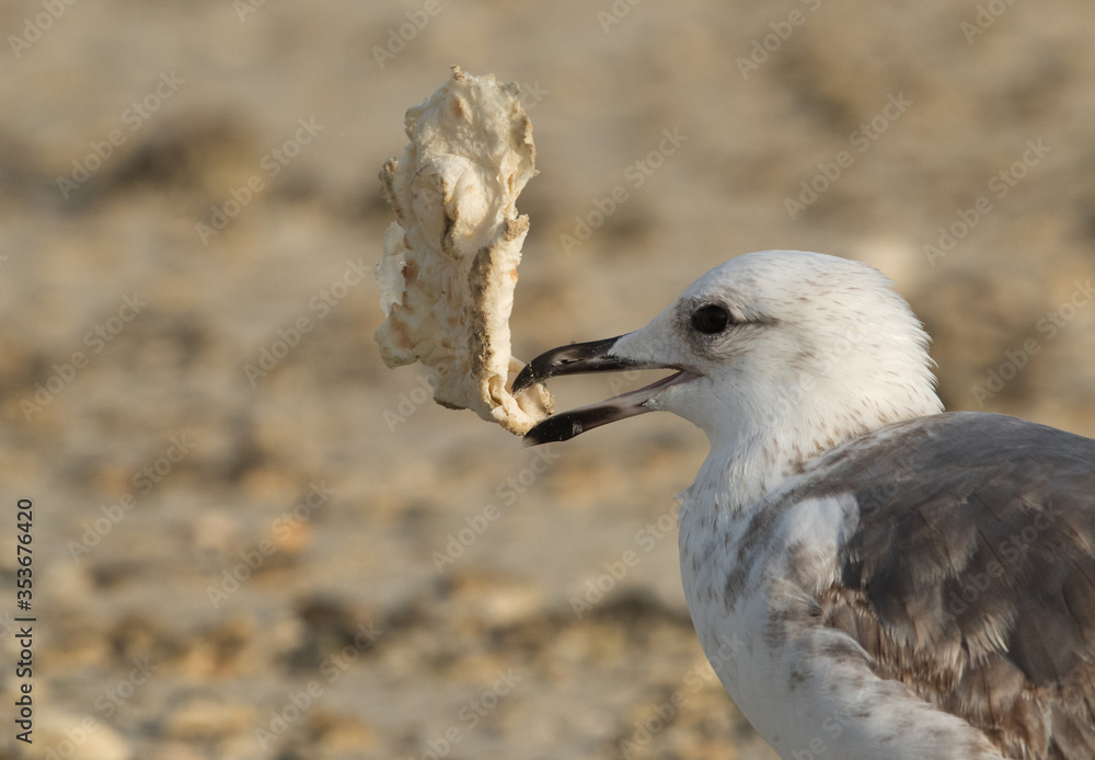 Heuglins gull holding a piece of bread at Busaiteen, Bahrain Heuglins gull holding a piece of bread at Busaiteen, Bahrain