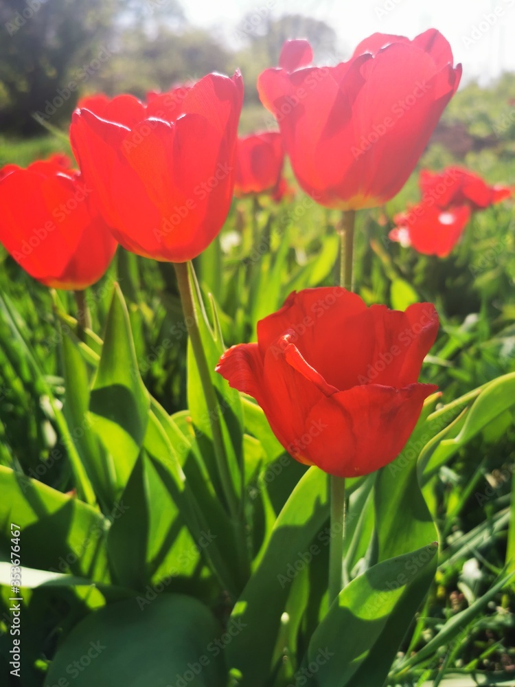 Fototapeta premium red tulips in garden