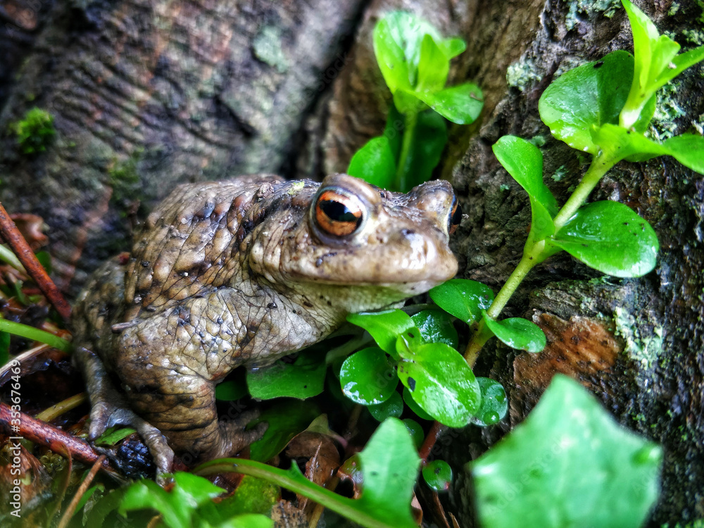 Fototapeta premium European common frog
