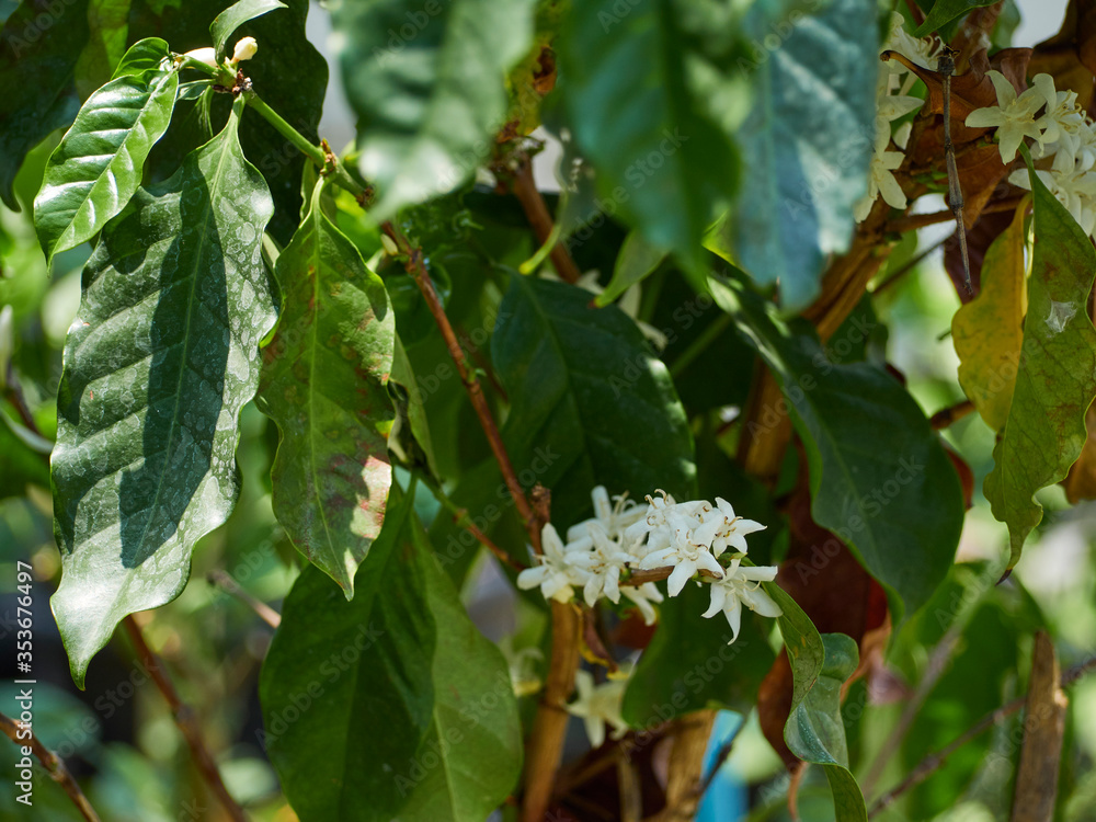 Obraz premium Coffee tree with white flowers.