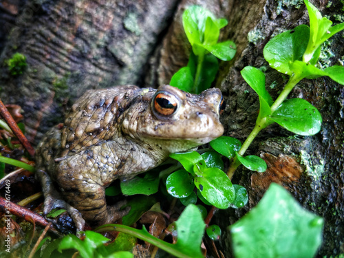 European common frog