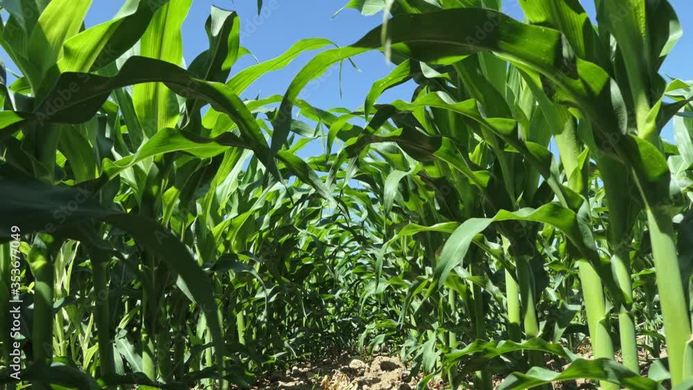 ground level dolly shot backward in a cultivated corn field with upward views and clear skies ground level dolly shot backward in a cultivated corn field with upward views and clear skies