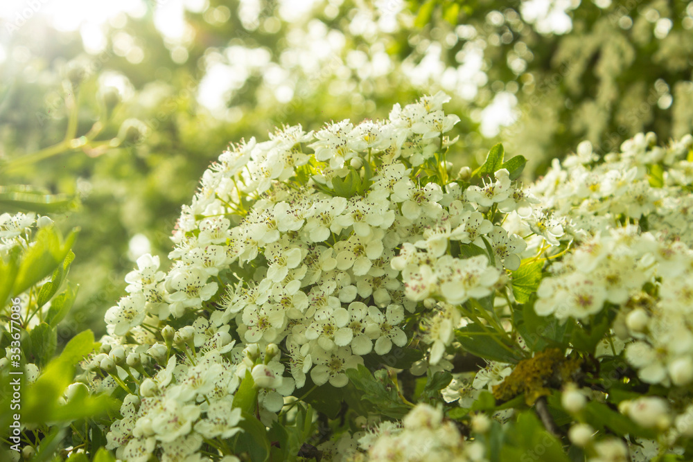 Foto Stock Common hawthorn branch covered with tiny white flowers
